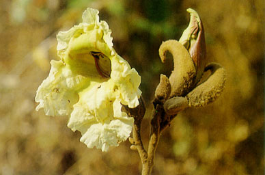 แคบิด Fernandoa adenophylla (Wall.ex G.Don) Steenis<br/>BIGNONIACEAE